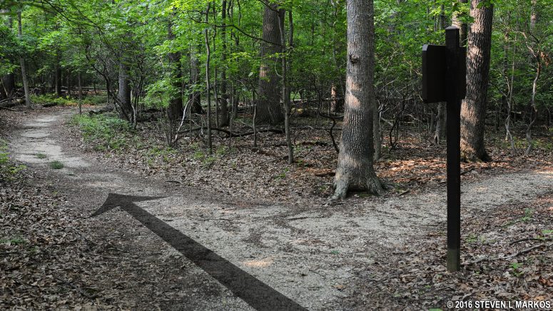 Stay left when completing the southern loop of Greenbelt Park's Dogwood Nature Trail to get back on the northern loop