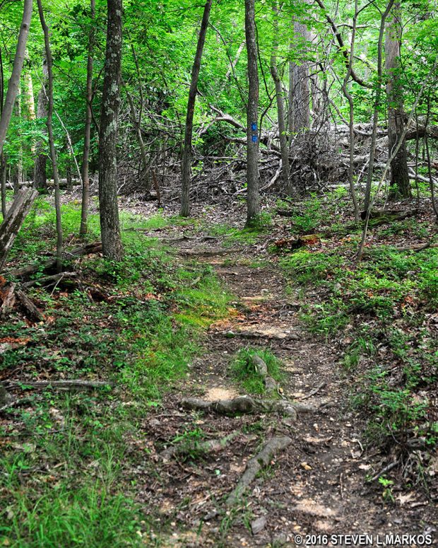 Rough terrain of the Blueberry Nature Trail in Greenbelt Park
