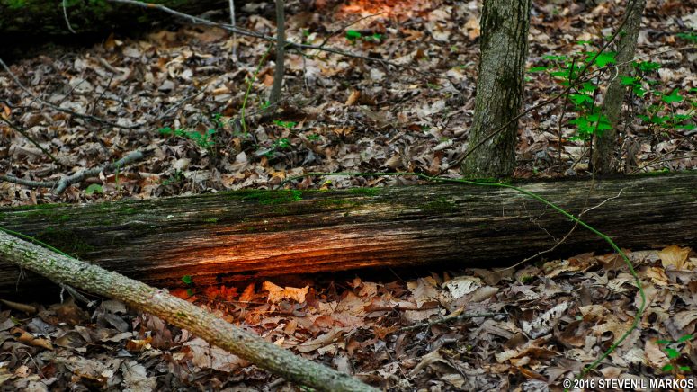 Sunlight shines on a fallen tree along the Blueberry Nature Trail in Greenbelt Park