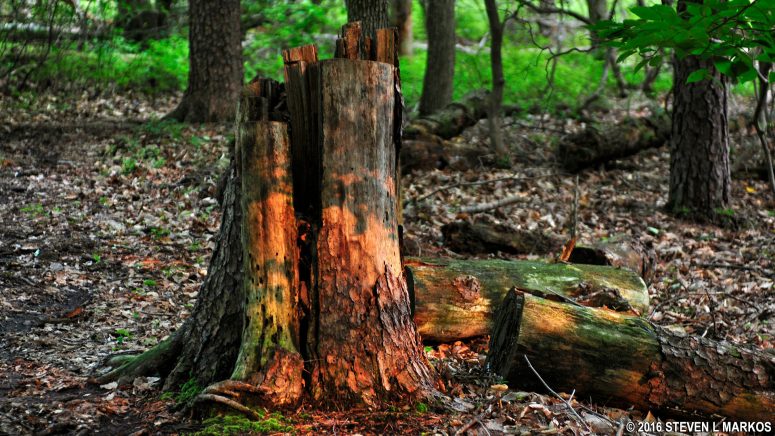Sunlight shines on a fallen tree along the Blueberry Nature Trail in Greenbelt Park