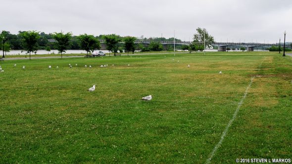 Large field next to the Anacostia Park swimming pool parking lot