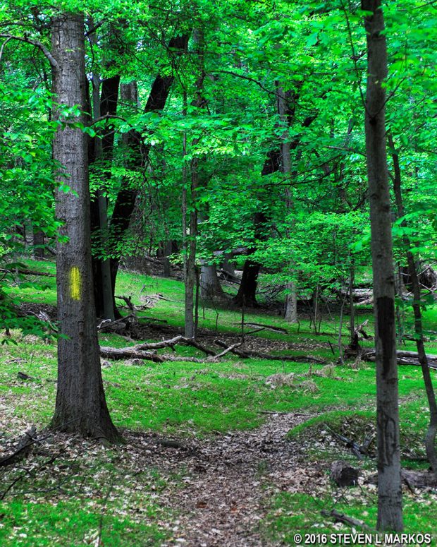 Yellow blazes mark the route of the Woodlot Nature Trail at Oxon Cove Park in Maryland