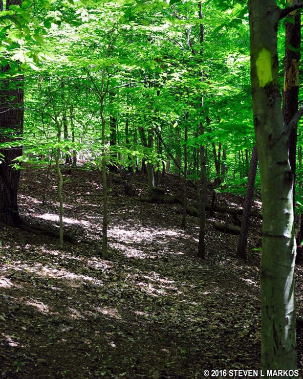 Faint path on the second half of the Woodlot Nature Trail in Oxon Cove Park