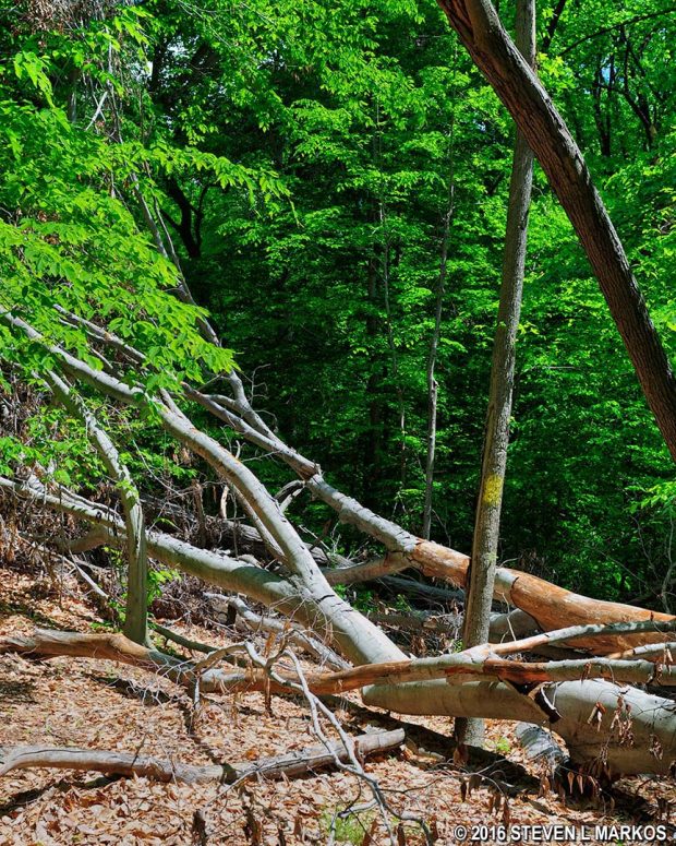 Yellow blaze among downed trees on the Woodlot Nature Trail at Oxon Cove Park in Maryland