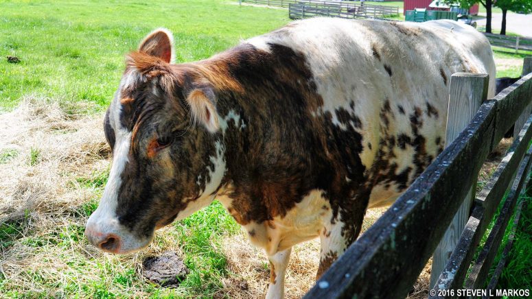 Dairy cow at Oxon Hill Farm in Maryland