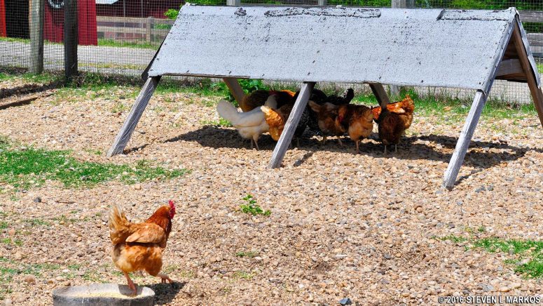 Chickens at Oxon Hill Farm in Maryland