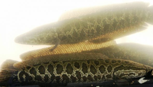Northern Snakehead (photo by USFWS Fish and Aquatic Conservation)