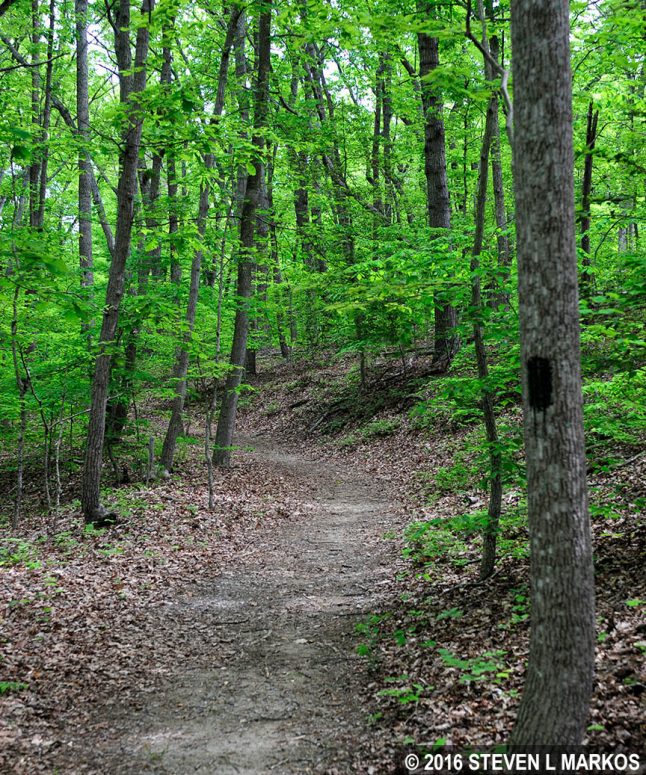 Typical terrain of the Crossing Trail at Prince William Forest Park