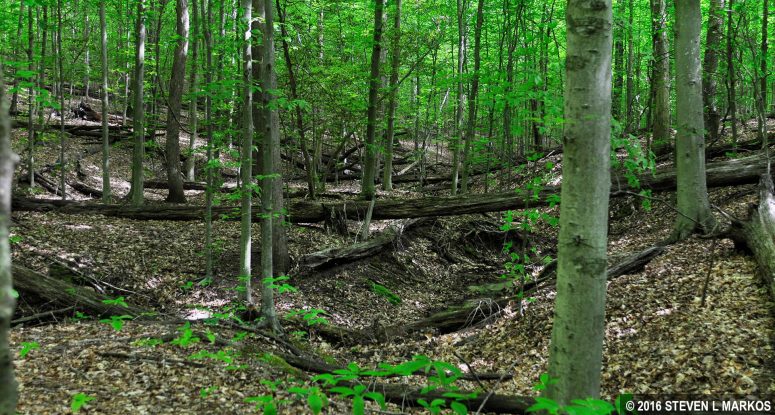 Creek at the bottom of the valley on the Birch Bluff Trail in Prince William Forest Park