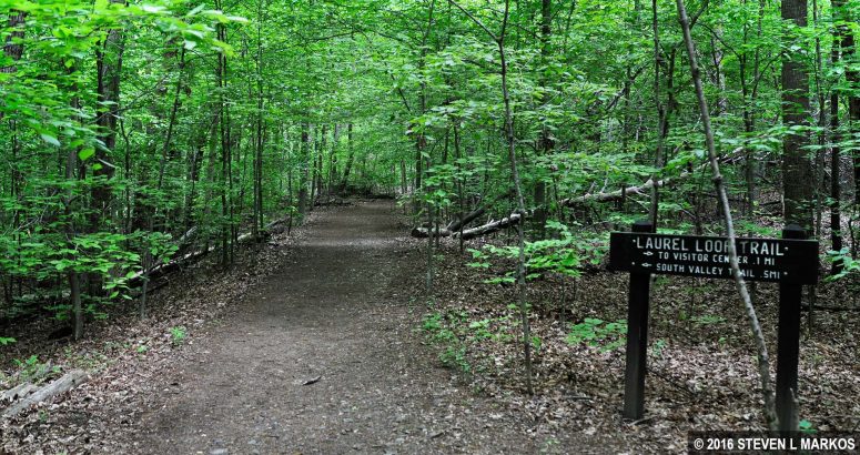 Laurel Loop Trail at Prince William Forest Park