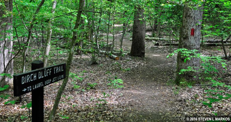 Birch Bluff Trail near the intersection with the Laurel Loop Trail in Prince William Forest Park