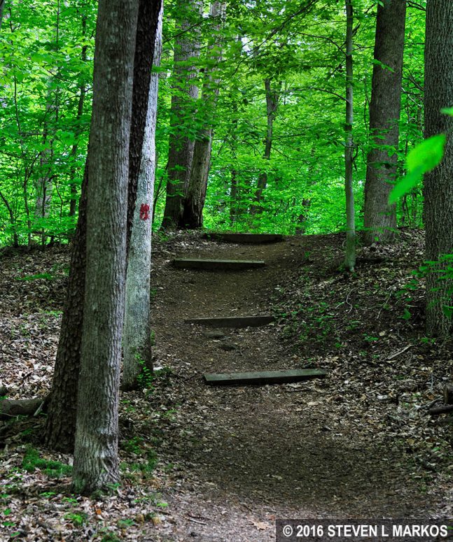 Hilly area of the Birch Bluff Trail at Prince William Forest Park