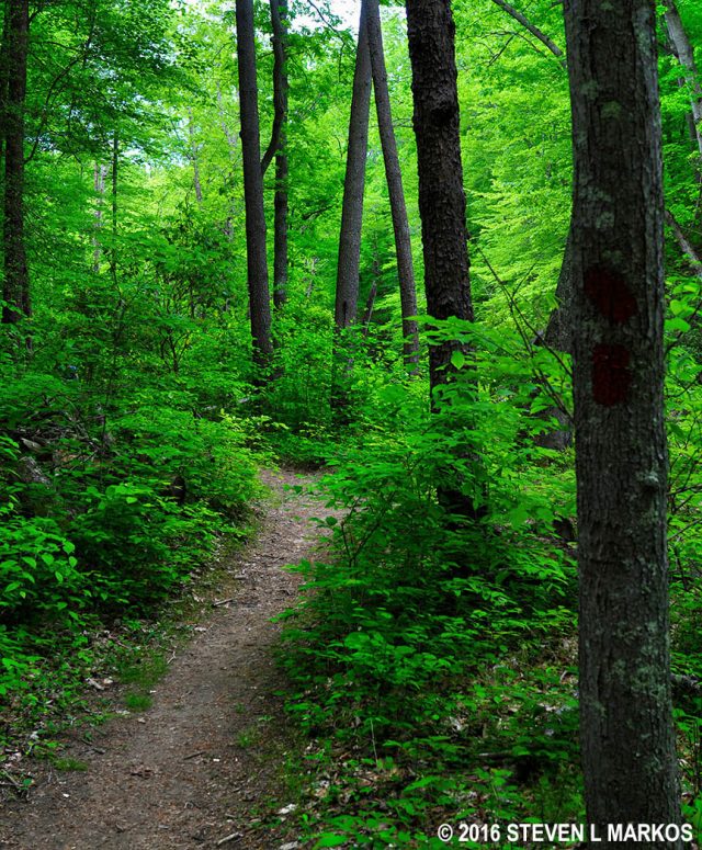 Narrow stretch of the Birch Bluff Trail at Prince William Forest Park