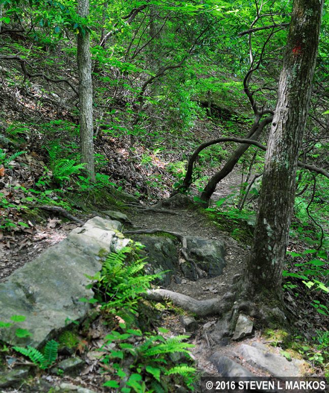 Rough patch on the Birch Bluff Trail in Prince William Forest Park