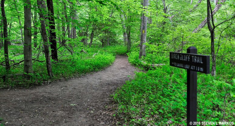 Intersection of the Birch Bluff and Laurel Loop trails at Prince William Forest Park