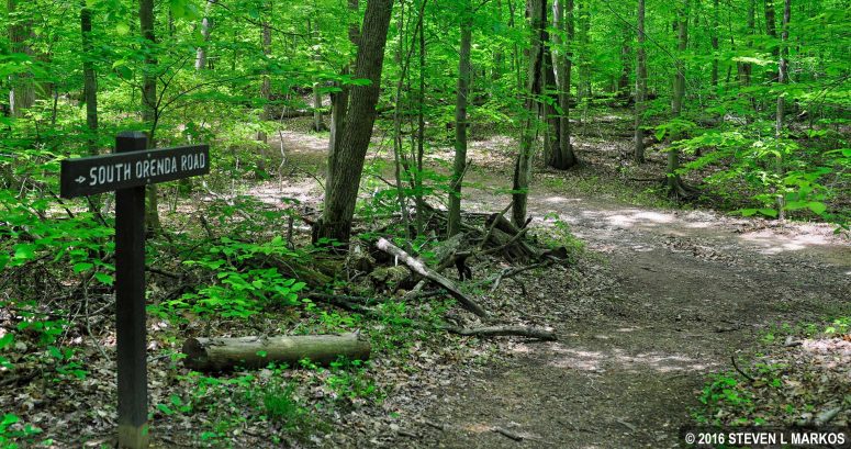 Intersection of the Laurel Loop Trail and a short connector to South Orenda Road, Prince William Forest Park