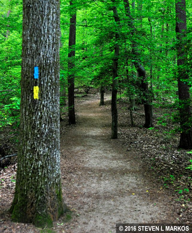 Segment of trail within Prince William Forest Park shared by the Potomac Heritage National Scenic Trail and Laurel Loop Trail