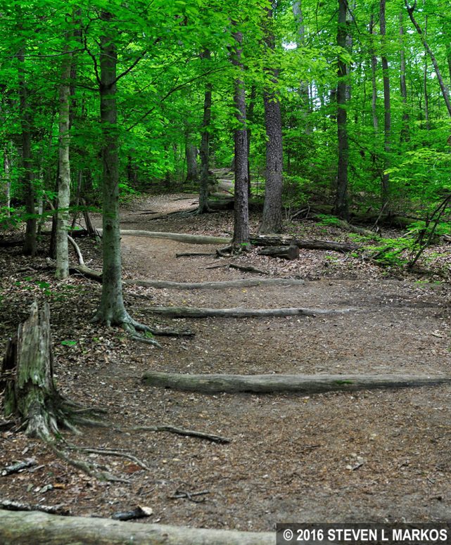 Laurel Loop Trail climbs uphill from South Fork Quantico Creek, Prince William Forest Park