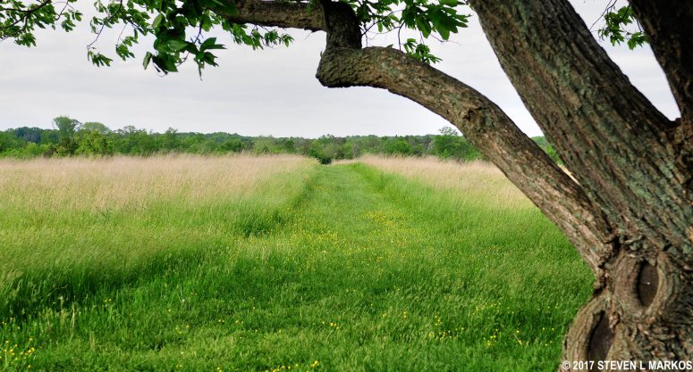 Connector trail from Battery Heights to the Brawner Farm Loop Trail, Manassas National Battlefield Park