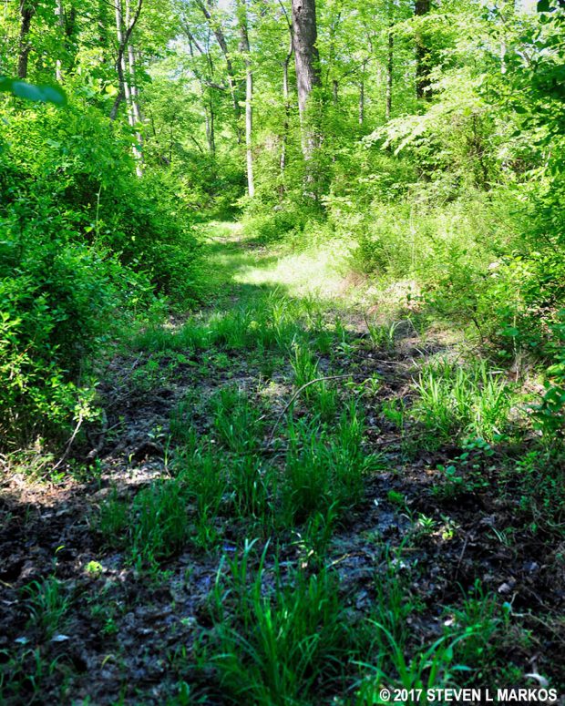 Mud hole on the north-central side of the Brawner Farm Loop Trail in Manassas National Battlefield Park