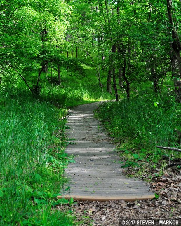 Boardwalk through the muddy section of the Sudley Loop Trail in Manassas National Battlefield Park