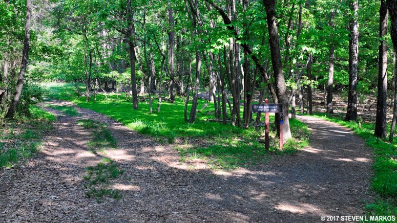 First Manassas Trail forks to the right at a split with a service road on the southern side of the trail, Manassas National Battlefield Park
