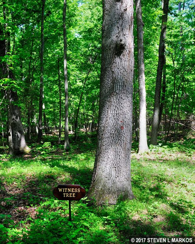 Witness Tree along the Second Manassas Trail in Manassas National Battlefield Park