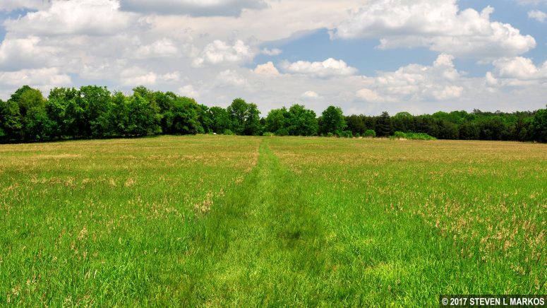 Overgrown path on the Stuart's Hill Loop Trail that leads out the Cundiff House site in Manassas National Battlefield Park