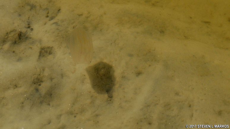 Jellyfish floats by in the shallow waters of Mosquito Lagoon, Canaveral National Seashore