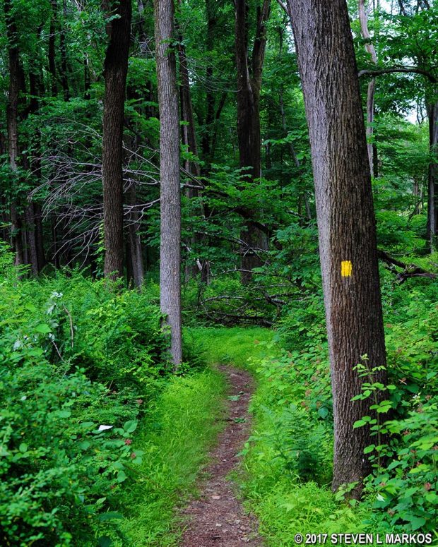 Typical terrain on the section of the Grand Parade Trail that follows alongside Jockey Hollow Road, Morristown National Historical Park