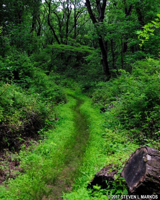 Slight uphill hike on the Grand Parade Trail near the Trail Center parking lot in the Jockey Hollow unit of Morristown National Historical Park