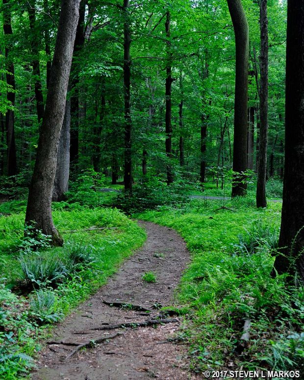 Typical terrain of the Grand Parade Trail on the final stretch along Cemetery Road, Morristown National Historical Park