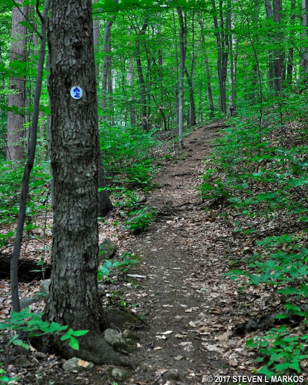 Patriots’ Path logo on a tree along the Aqueduct Trail in the Jockey Hollow unit of Morristown National Historical Park