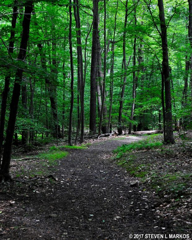 Typical terrain on the western side of the Aqueduct Trail in the Jockey Hollow unit of Morristown National Historical Park