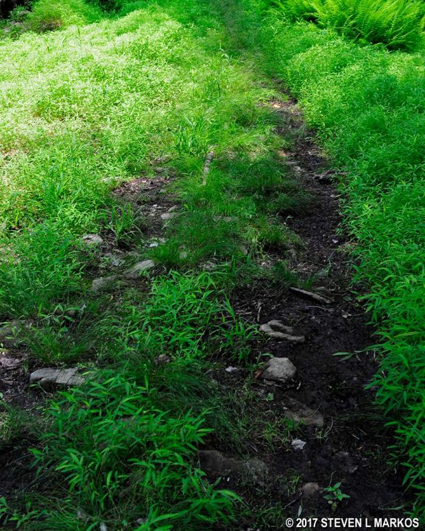Typical terrain on the southern end of the Grand Loop Trail in the Jockey Hollow unit of Morristown National Historical Park