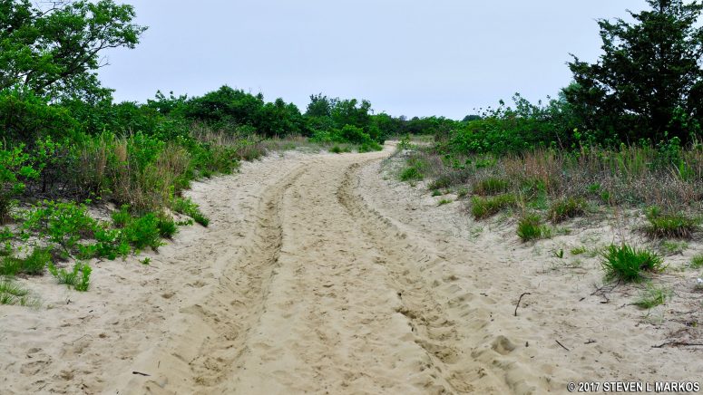 Typical terrain for the first .4 mile of the Fishermen’s Trail in the Sandy Hook unit of Gateway National Recreation Area