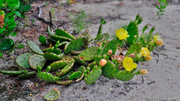 Cactus blooming along the Old Dune Trail in the Sandy Hook unit of Gateway National Recreation Area