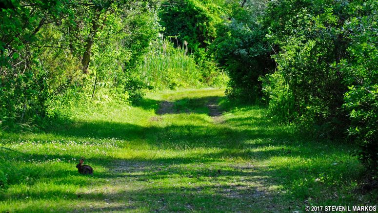 Rabbit on the hiking trail in the North Forty Natural Area at Floyd Bennett Field, Gateway National Recreation Area