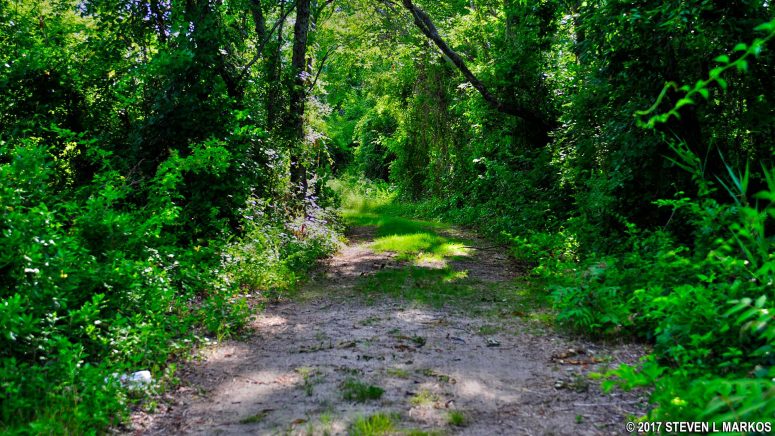 Last stretch of trail in the North Forty Natural Area at Floyd Bennett Field before arriving at the start of the loop, Gateway National Recreation Area