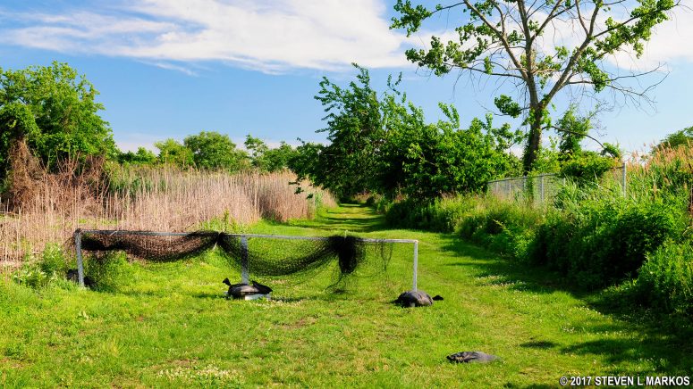 Wide open terrain at the southern end of the North Forty Natural Area at Floyd Bennett Field, Gateway National Recreation Area