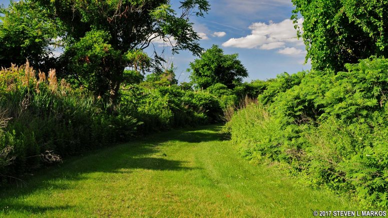 Wide, grassy trail on the hike back north through the North Forty Natural Area at Floyd Bennett Field, Gateway National Recreation Area