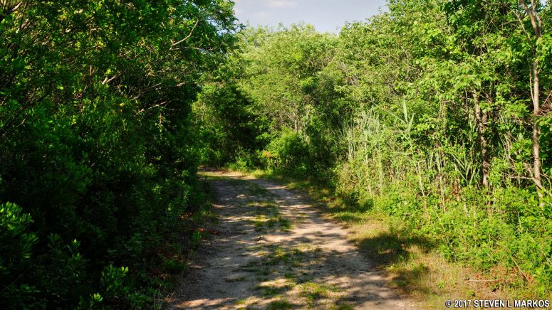 The trails in the North Forty Natural Area at Floyd Bennett Field are former dirt roads, Gateway National Recreation Area