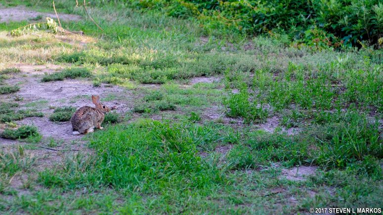 Rabbit on the Millstone Trail near Floyd Bennett Field, Gateway National Recreation Area
