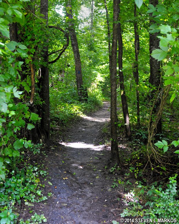 Typical terrain on the Johnson Ferry North unit trails along the Chattahoochee River