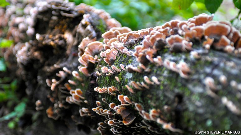 Colorful fungus on a fallen log