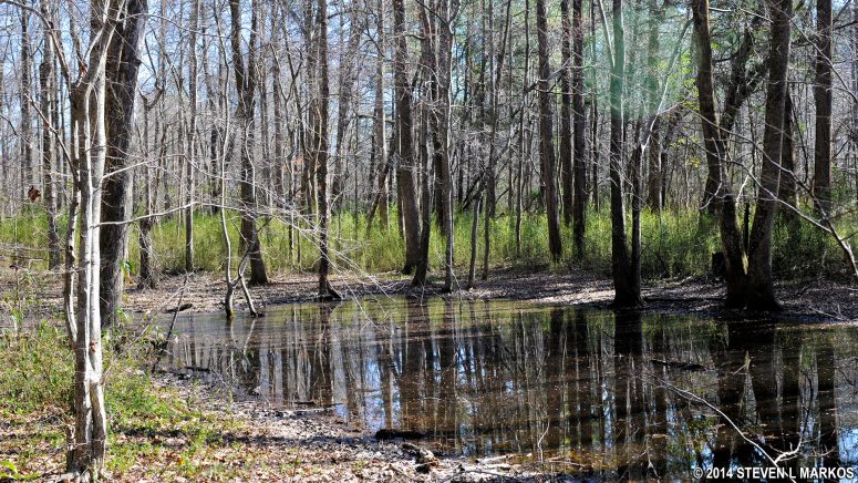 Swampy area in the Johnson Ferry North unit of Chattahoochee River National Recreation Area between Owl Branch and Arrowhead Branch