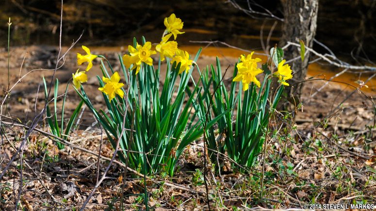 Flowers blooming in early Spring