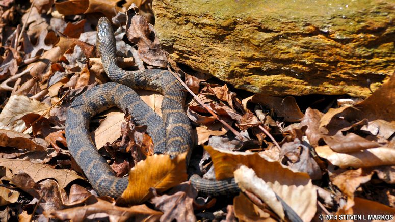 Northern Water Snake (?)