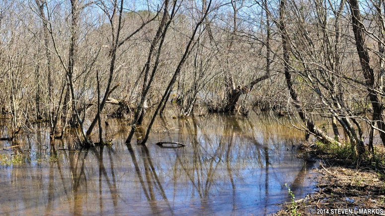 Swampy area near the CS 21 intersection of the Interstate North trails, Chattahoochee River National Recreation Area