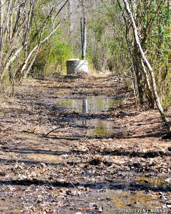 Trail between Intersections CS 31 and CS 18 in the Cochran Shoals / Interstate North section of Chattahoochee River National Recreation Area appears to run into a swamp